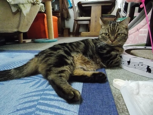 マンチカン