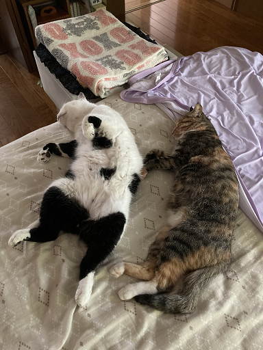 ブチとムギワラ
